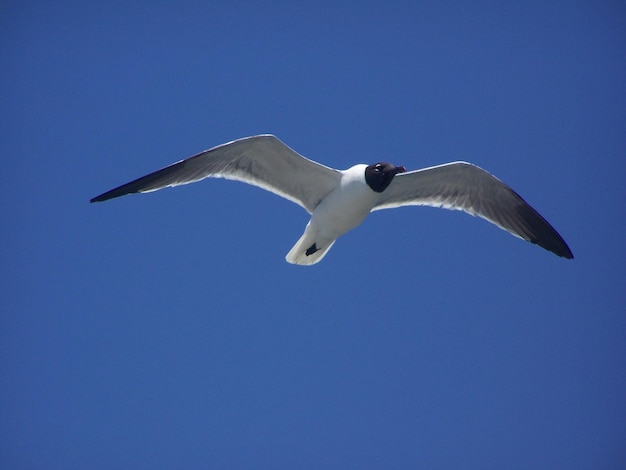 澄んだ青い空を飛ぶ黒頭のカモメの低角度の景色