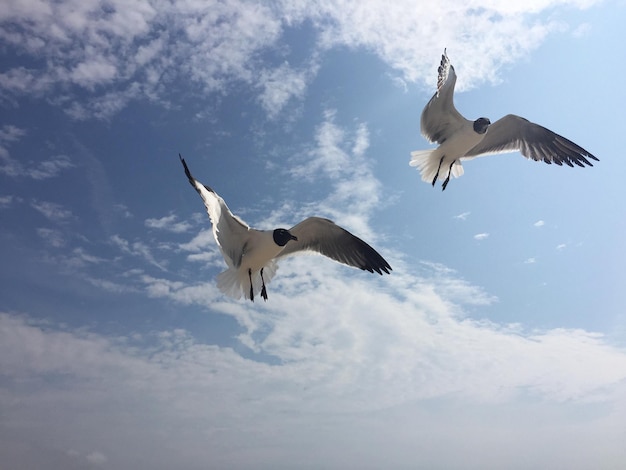 空に向かって飛ぶ黒頭のカモメの低角度の景色