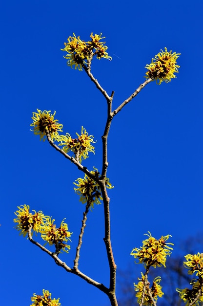 Low angle view of blooming tree against blue sky