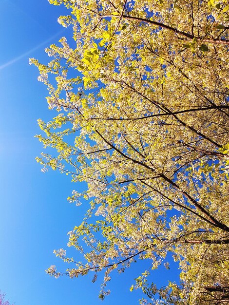 Low angle view of blooming tree against blue sky