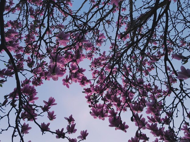 Foto vista a bassa angolazione di un albero in fiore contro il cielo