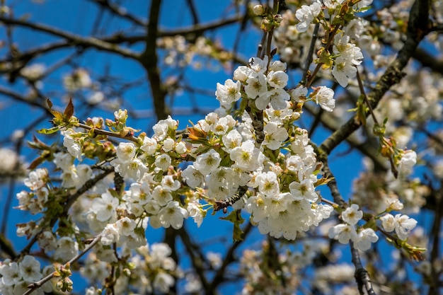 空に照らして花をかせている木の低角度の景色