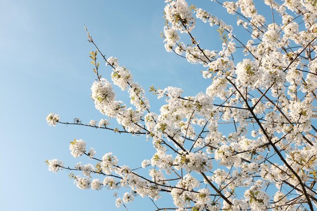 Low angle view of blooming tree against sky