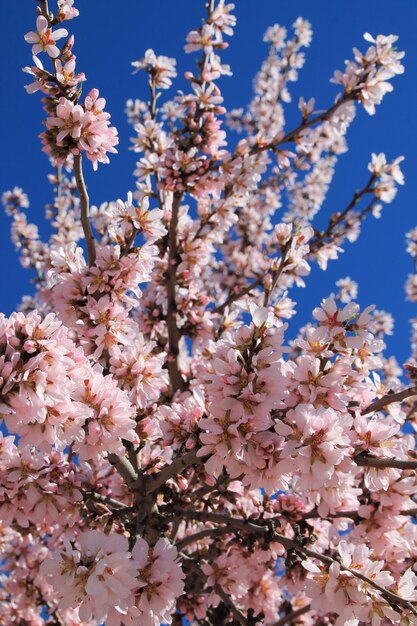 Low angle view of blooming tree against sky