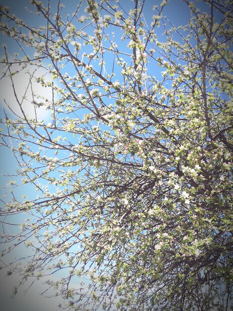 Low angle view of blooming tree against sky