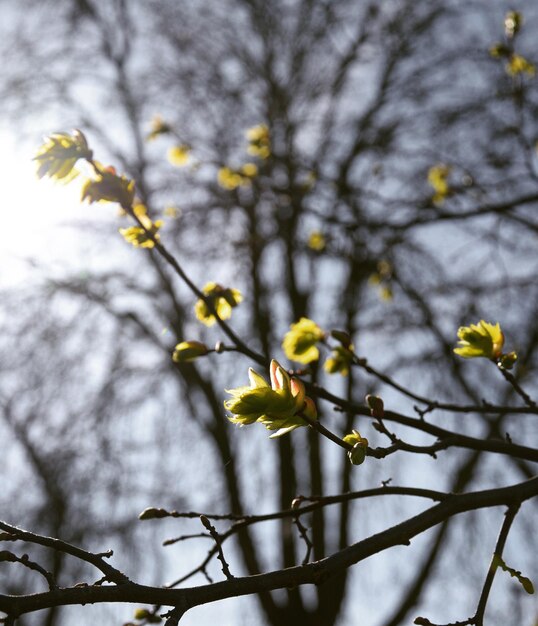 Low angle view of blooming tree