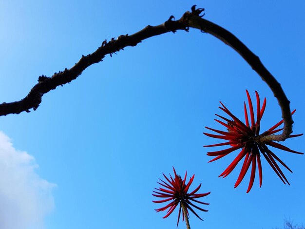 Low angle view of blue sky