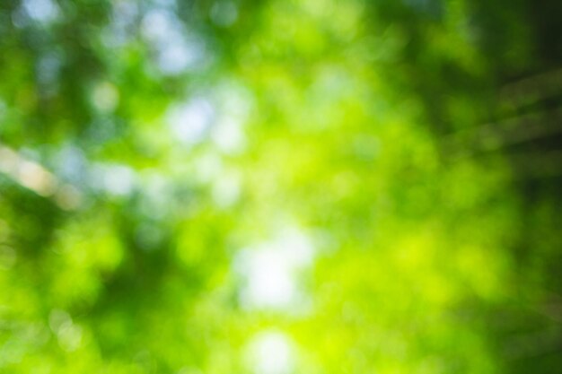 Photo low angle view of blurred trees