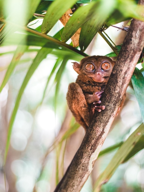 Photo low angle view of bohol tarsier on branch of tree