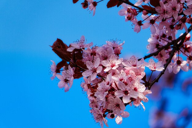 Low angle view of bougainvillea blooming on tree against blue sky