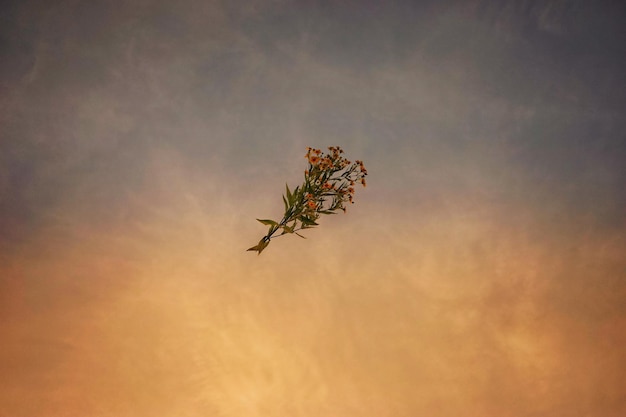 Low angle view of bouquet flying at sunset