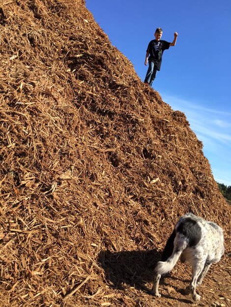 Low angle view of boy on stacked plants with dog in foreground during sunny day