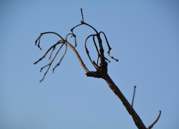 Low angle view of branch against clear sky