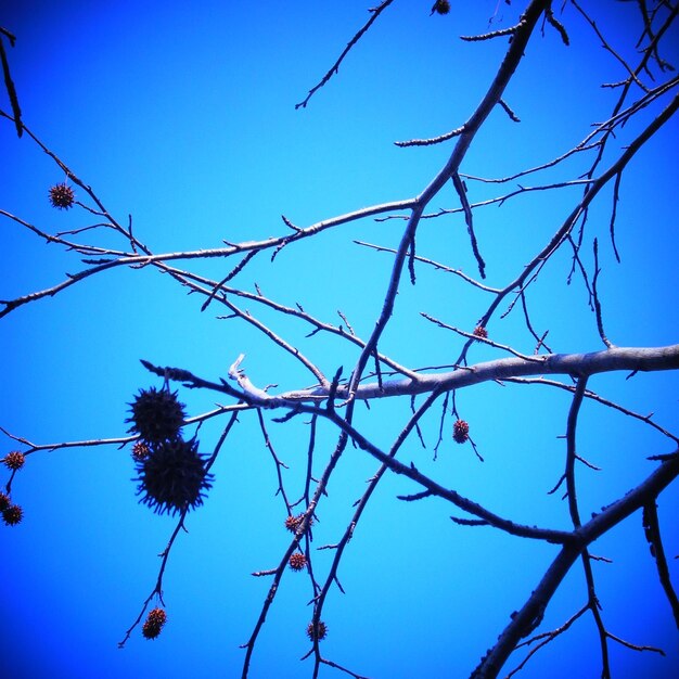 Low angle view of branches against clear blue sky