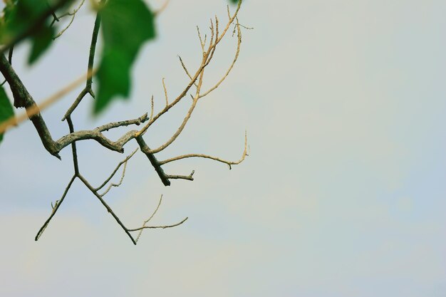 Photo low angle view of branches against sky