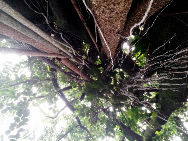 Photo low angle view of branches hanging from tree in forest