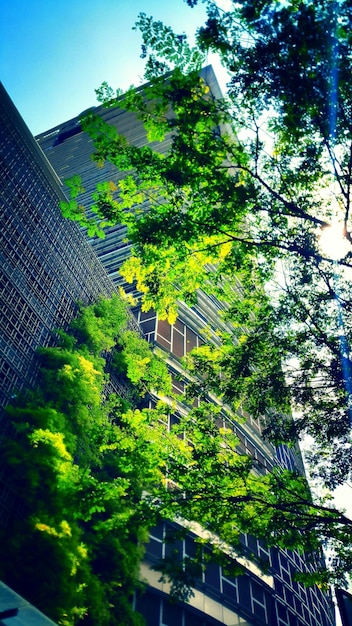 Photo low angle view of branches and skyscraper