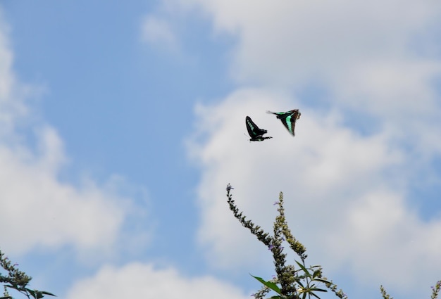 Low angle view of butterflies flying against sky