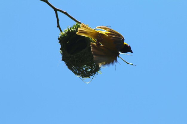 Low angle view of butterfly pollinating on flower