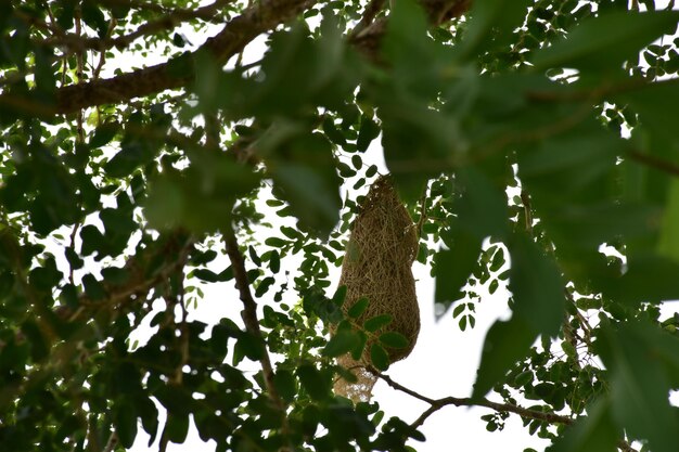 Low angle view of butterfly on tree