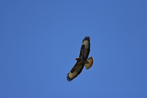 Low angle view of buzzard flying in sky