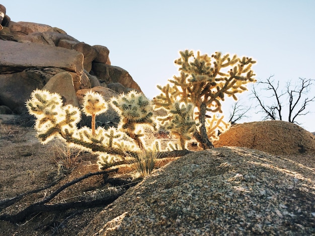 Foto vista a basso angolo di cactus che crescono su formazioni rocciose contro un cielo limpido