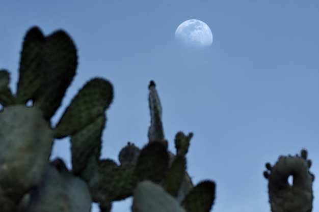 Foto vista a basso angolo di cactus contro il cielo blu