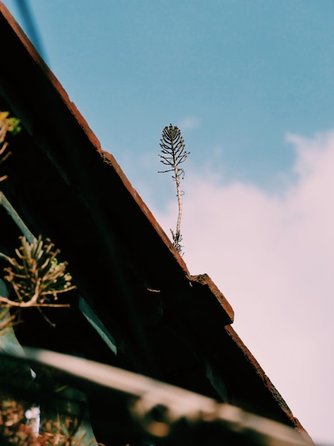 Photo low angle view of cactus against building against sky