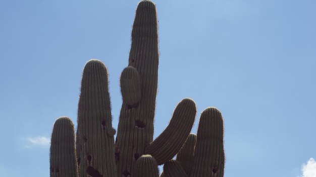 Low angle view of cactus against clear blue sky