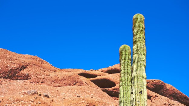 Foto vista a basso angolo di cactus contro un cielo blu limpido