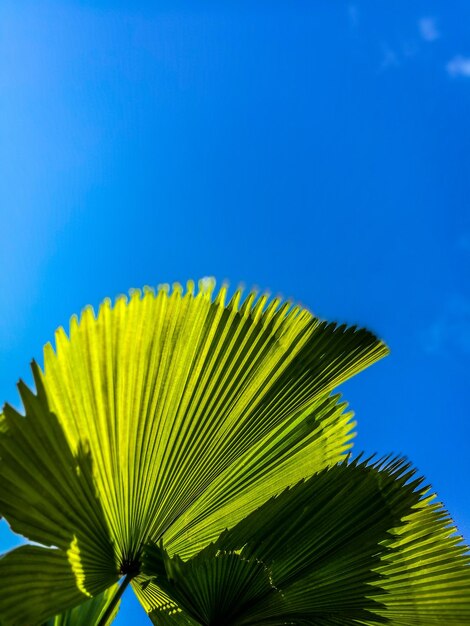 Low angle view of cactus against clear blue sky