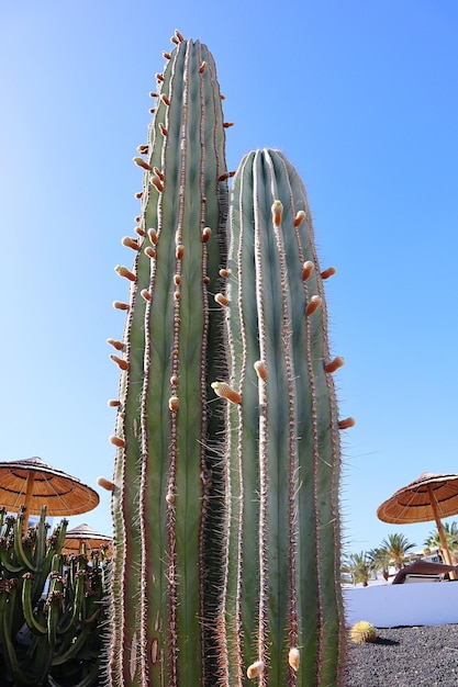 Foto vista a basso angolo di cactus contro un cielo blu limpido