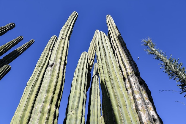 Photo low angle view of cactus against clear sky