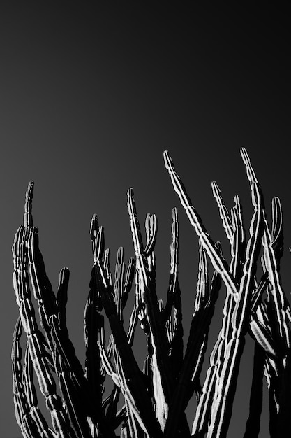 Photo low angle view of cactus against clear sky