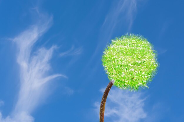 Photo low angle view of cactus against sky