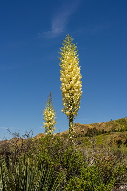 Low angle view of cactus growing on field against clear blue sky