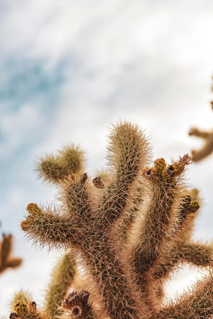 Foto vista a basso angolo della pianta di cactus contro il cielo