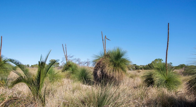 Low angle view of cactus plants against blue sky