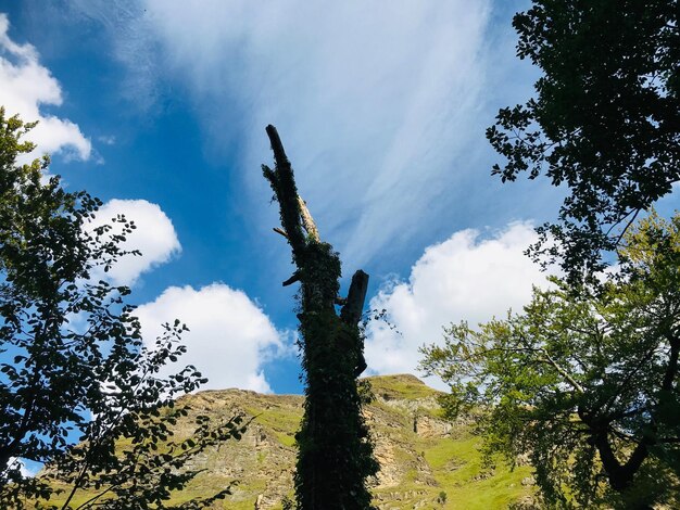 Low angle view of cactus plants against sky