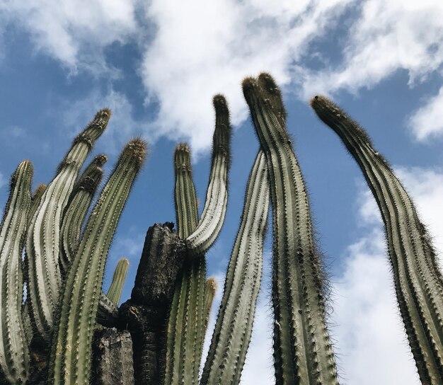 Photo low angle view of cactus plants against sky