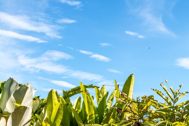 Low angle view of cactus plants growing on field against sky