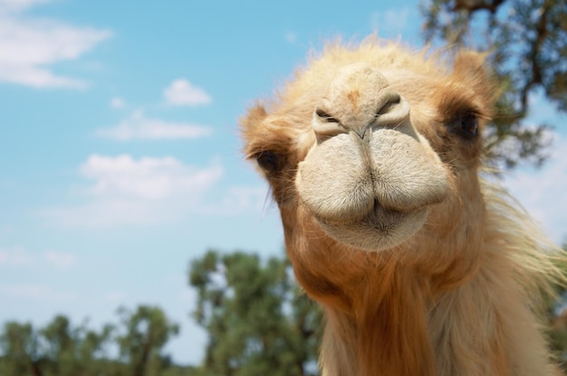 Photo low angle view of camel against sky