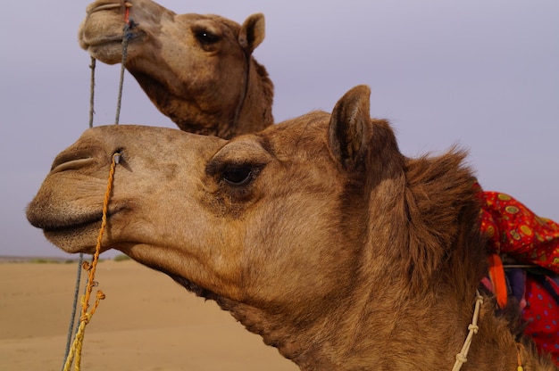 Foto veduta a bassa angolazione dei cammelli nel deserto