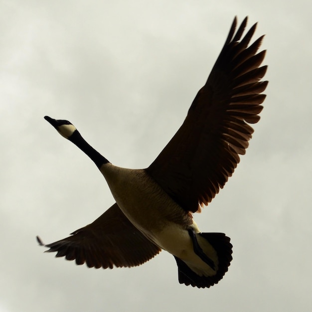 Low angle view of canada goose flying against cloudy sky