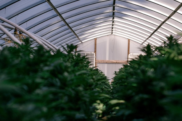 Photo low angle view of cannabis greenhouse