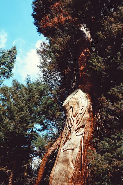 Foto vista a bassa angolazione di un'incisione sul tronco di un albero nella foresta contro il cielo