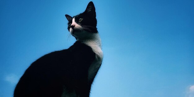 Low angle view of a cat against blue sky