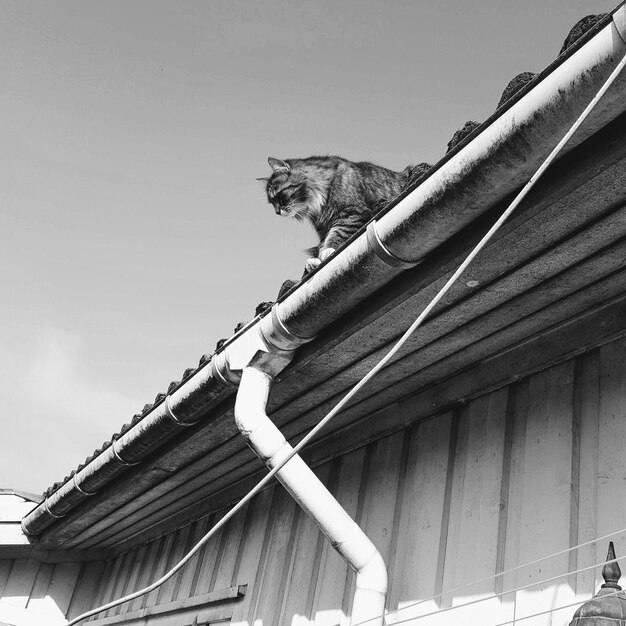 Photo low angle view of cat on roof against sky