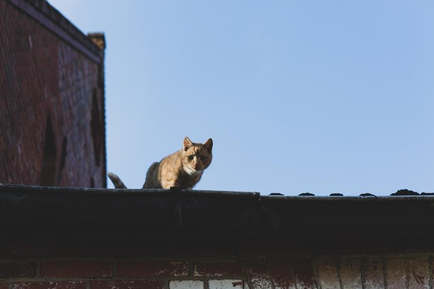 Foto vista a basso angolo di un gatto seduto contro il muro