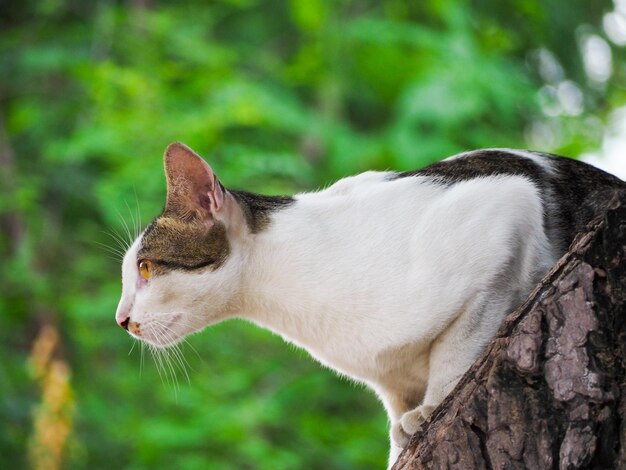 Low angle view of cat sitting on branch